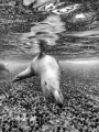   California sea lion gives curtsey Sealife Micro3  